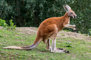 Kool Kangaroo