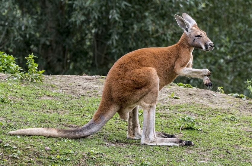 Kool Kangaroo